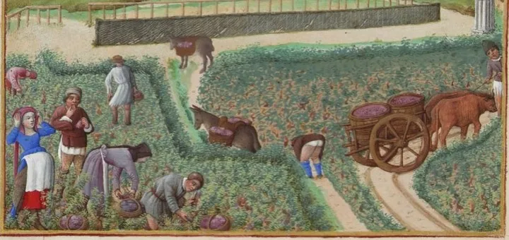 La récolte du raisin en septembre