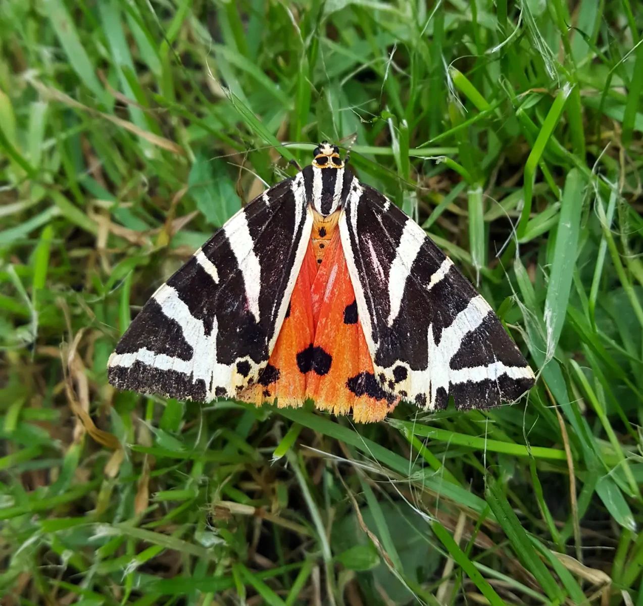 L'écaille chinée (Euplagia quadripunctaria), espèce d'intérêt communautaire