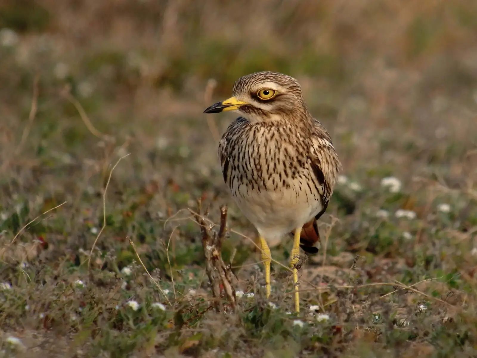 L'œdicnème criard (Burhinus oedicnemus), nicheur au sol au grand œil jaune