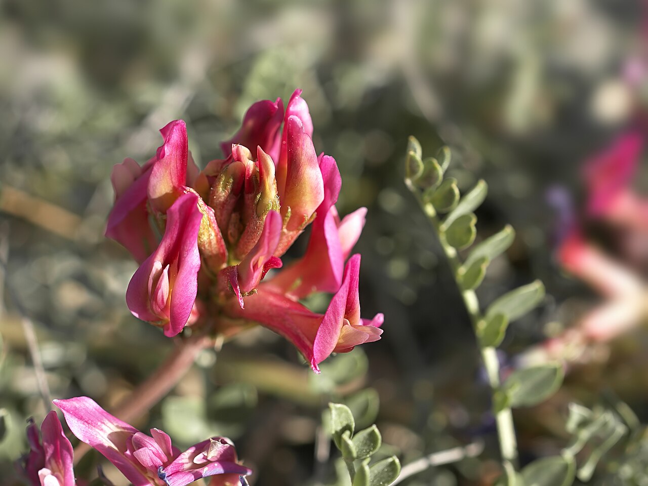 L'astragale de Montpellier (Astragalus monspessulanus), légumineuse méridionale à sa limite nord