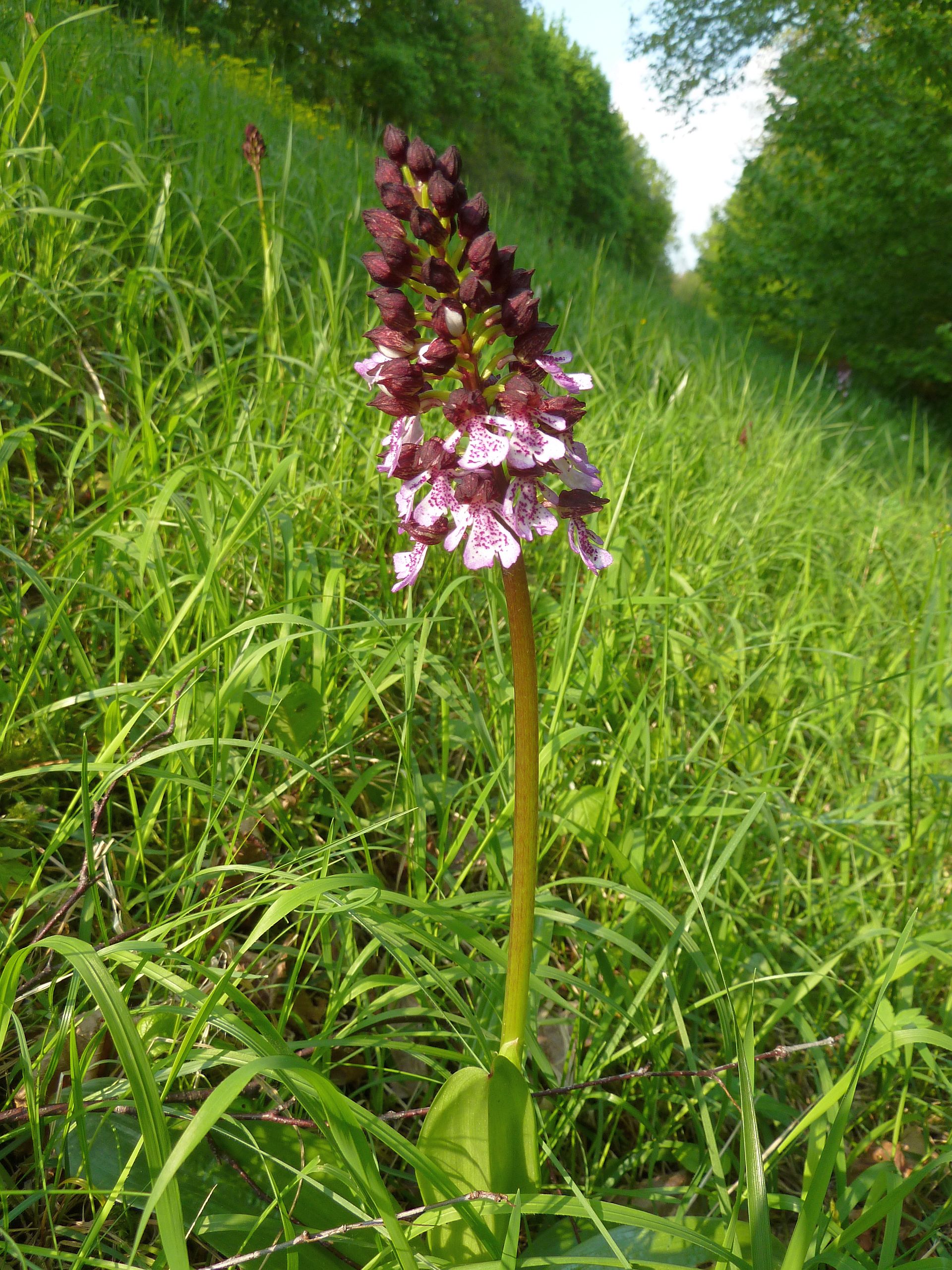 L'orchis pourpre (Orchis purpurea), l'une des plus hautes orchidées de nos coteaux