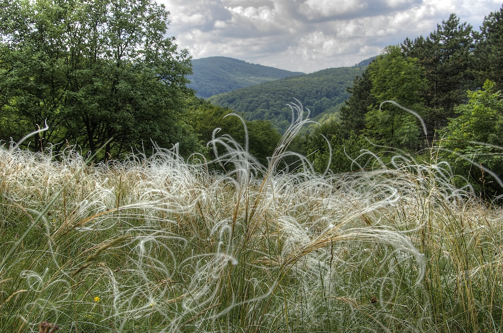Le stipe penné (Stipa pennata) et ses arêtes plumeuses, graminée des steppes