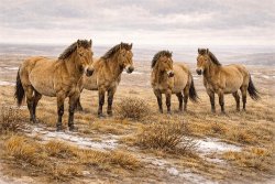 Les chevaux sur le plateau du Vexin