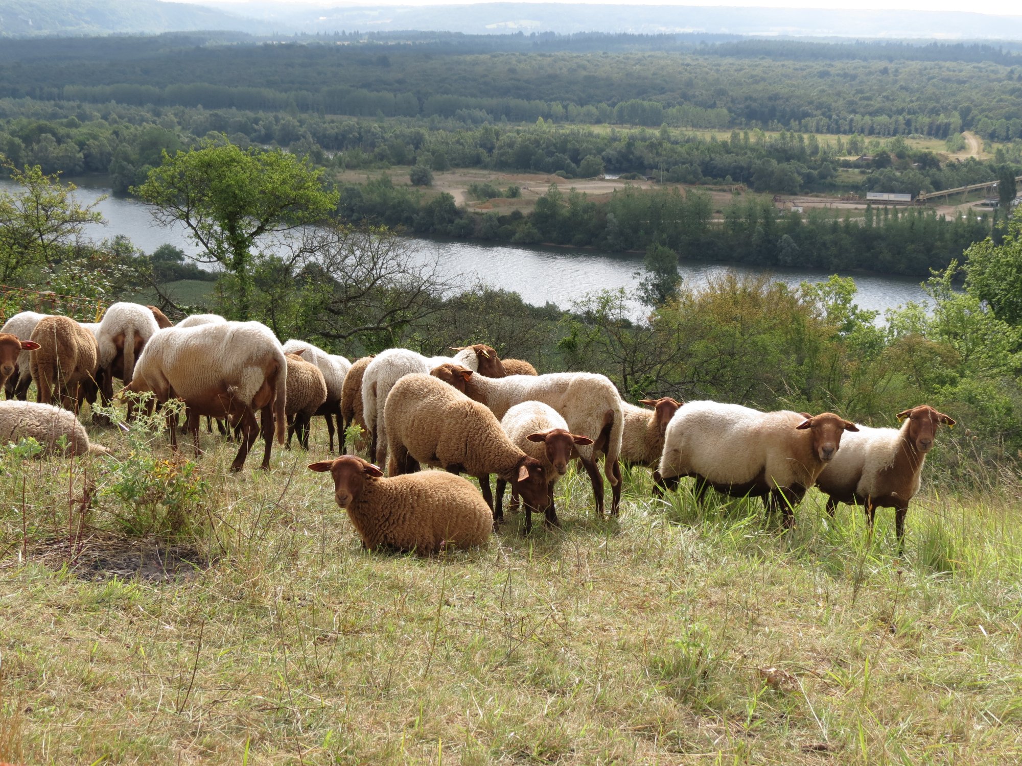 Pâturage ovin sur les coteaux de la Seine Moutons sur coteaux Seine